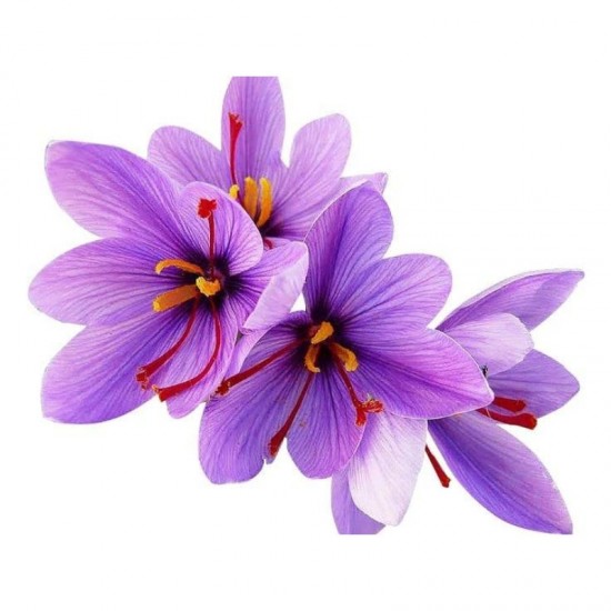 Nature Boon™ Organic Kashmiri Saffron/Kesar Bulbs (Seeds) Pack of 10