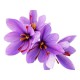Nature Boon™ Organic Kashmiri Saffron/Kesar Bulbs (Seeds) Pack of 10