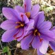 Nature Boon™ Organic Kashmiri Saffron/Kesar Bulbs (Seeds) Pack of 10