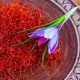 Nature Boon™ Organic Kashmiri Saffron/Kesar Bulbs (Seeds) Pack of 10