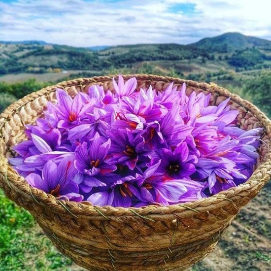 Nature Boon™ Organic Kashmiri Saffron/Kesar Bulbs (Seeds) Pack of 10