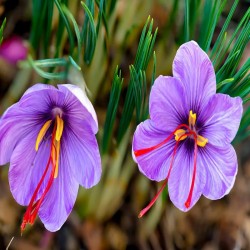 Nature Boon™ Organic Kashmiri Saffron/Kesar Bulbs (Seeds) Pack of 20